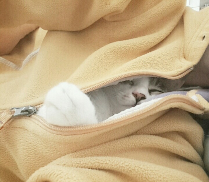 잠옷 속으로 파고드는 고양이 + 어깨냥 | 인스티즈