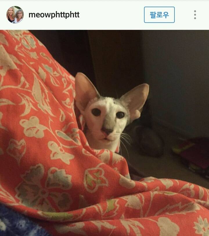 고양이계의 코봉이 오리엔탈 숏헤어 | 인스티즈