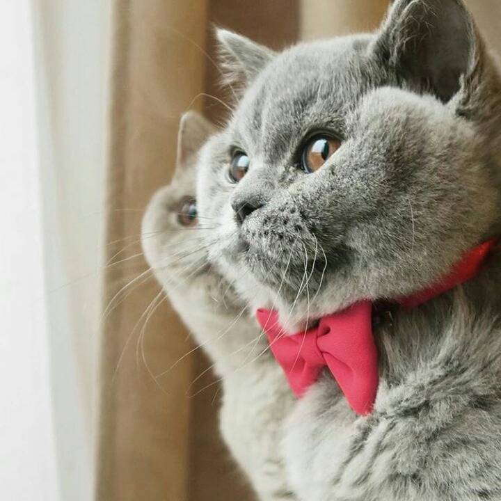 영국 토종고양이 | 인스티즈