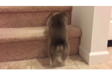 심쿵주의 다리가 짧아 슬픈 동물 모음 | 인스티즈