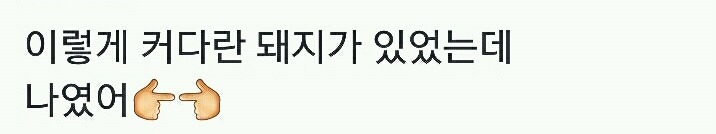 이렇게 커다란 돼지가 있었는데.gif | 인스티즈