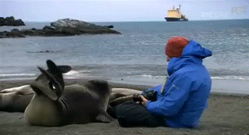 인간껴안기를 시도하는 물개 | 인스티즈