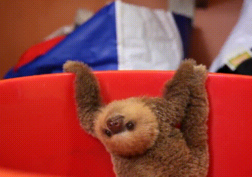 느리기로 소문난 나무늘보의 어릴떄 운동신경 | 인스티즈