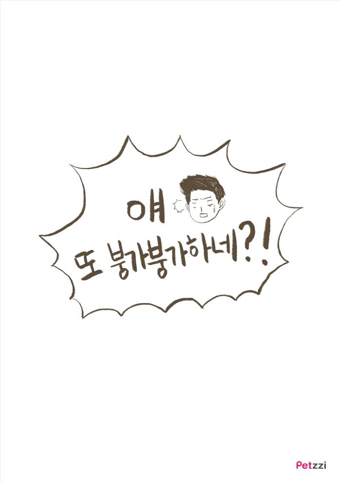 강아지 붕가붕가.jpg | 인스티즈