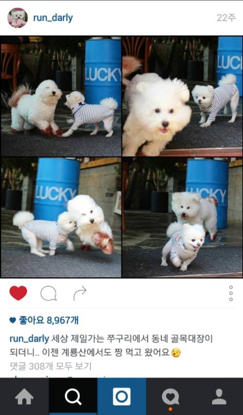 유기견에서 스타강아지가 되기까지 달리의 변화모습 | 인스티즈