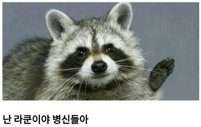 너구리에 대한 오해 | 인스티즈