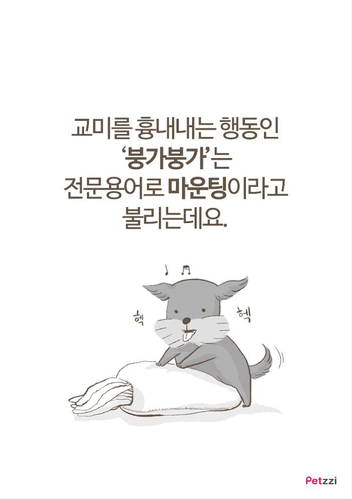 강아지 붕가붕가.jpg | 인스티즈