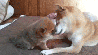 심쿵주의 다리가 짧아 슬픈 동물 모음 | 인스티즈