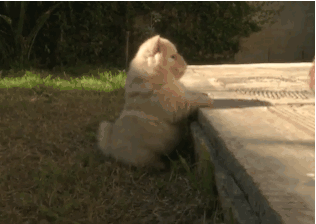 심쿵주의 다리가 짧아 슬픈 동물 모음 | 인스티즈