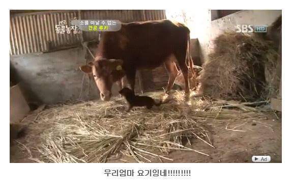 소를 어미라고 생각하는 강아지 | 인스티즈