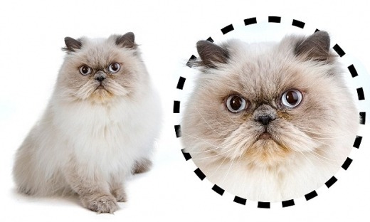고양이 얼굴형에 따른 성격 분류-고양이 관상 | 인스티즈