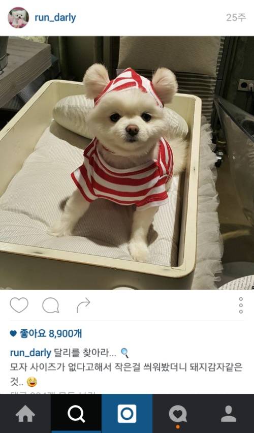 유기견에서 스타강아지가 되기까지 달리의 변화모습 | 인스티즈