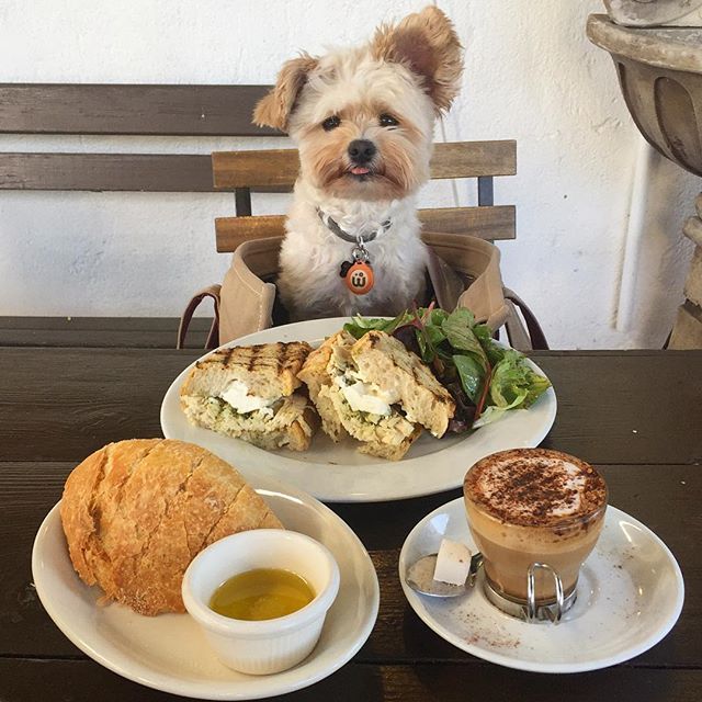 미식가 강아지 뽀빠이 | 인스티즈