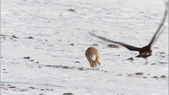독수리의 사냥.gif | 인스티즈