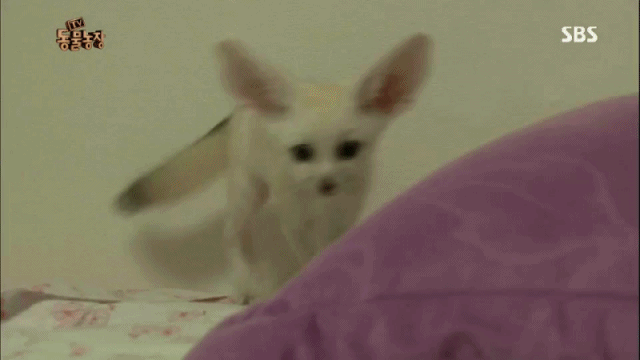 지나치게 귀여운 사막여우 움짤 8ㅅ8 | 인스티즈