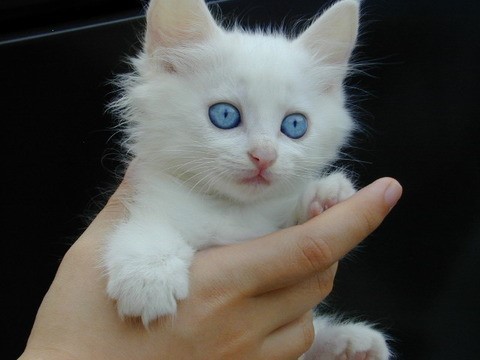 고냥이 10종 | 인스티즈