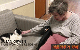 양로원에서 일하는 고양이 | 인스티즈