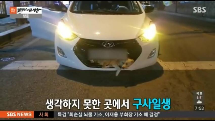 강아지 로드킬 . jpg | 인스티즈