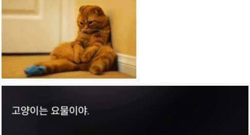 고양이 모시는 사람이 들으면 상처받는 말들.jpg | 인스티즈