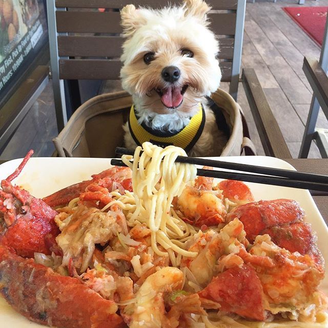 미식가 강아지 뽀빠이 | 인스티즈