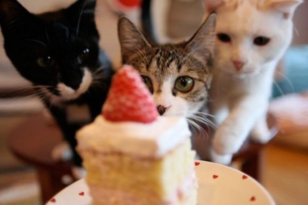 먹을거야?? 나도 줄거지?? | 인스티즈