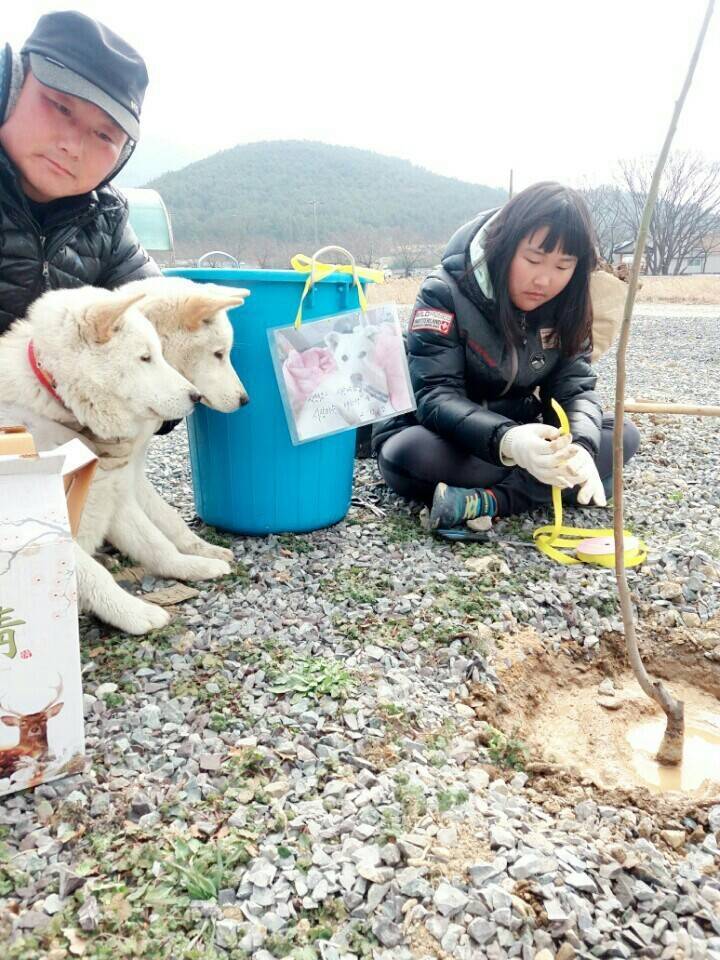 2월19일 일요일. 개소주가 되어버린 나의 가족 매실이를 예쁜매실나무로 만들어 보내주었습니다 | 인스티즈
