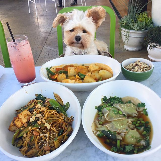 미식가 강아지 뽀빠이 | 인스티즈