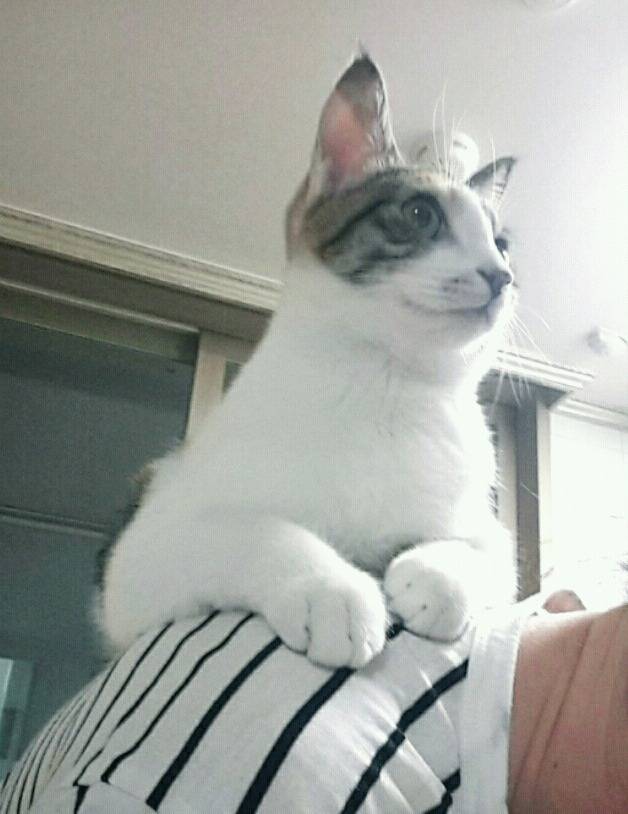 잠옷 속으로 파고드는 고양이 + 어깨냥 | 인스티즈