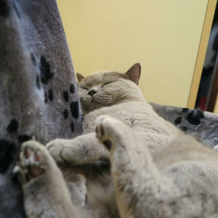 어디서나 잘자는 냥이 | 인스티즈