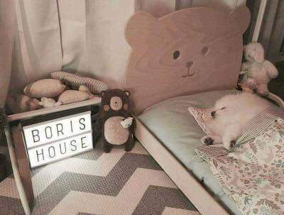 강아지에게 침대를 사줬더니.. | 인스티즈