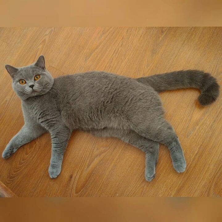 영국 토종고양이 | 인스티즈