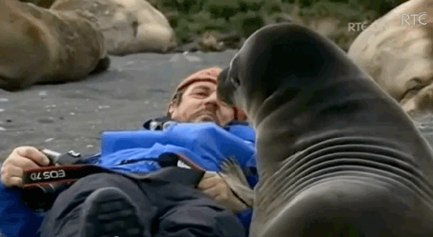 인간껴안기를 시도하는 물개 | 인스티즈