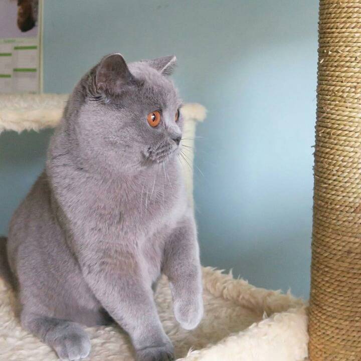 영국 토종고양이 | 인스티즈