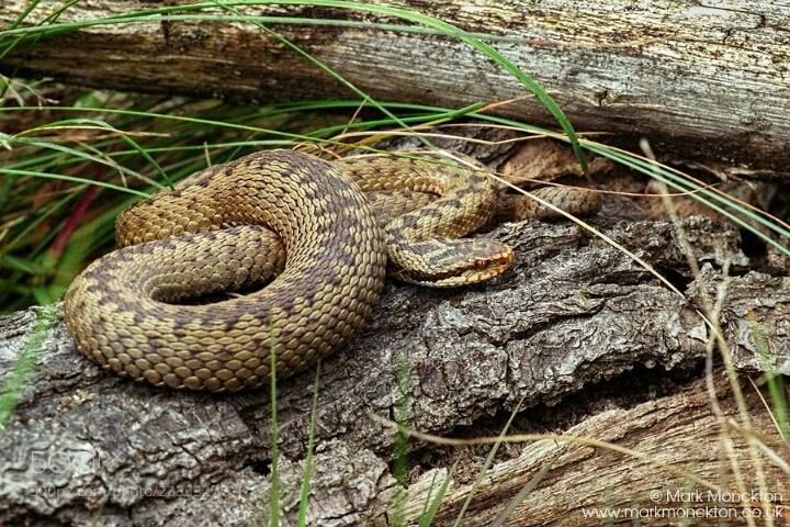 일본의 뱀이 한국의 뱀보다 약한이유 | 인스티즈