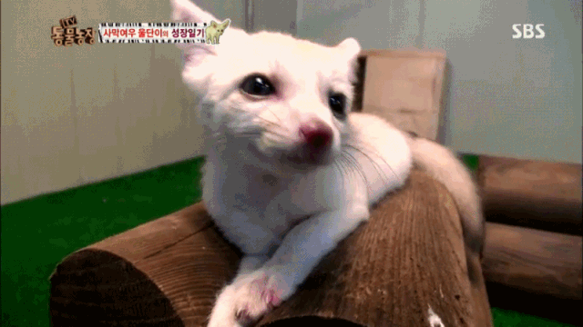 치명적인 사막여우.gif | 인스티즈