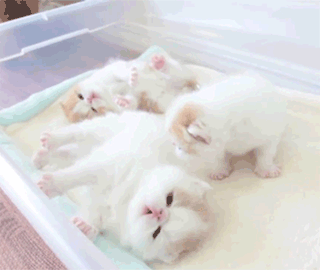 [데이터주의] 새끼 동물들 .GIF | 인스티즈