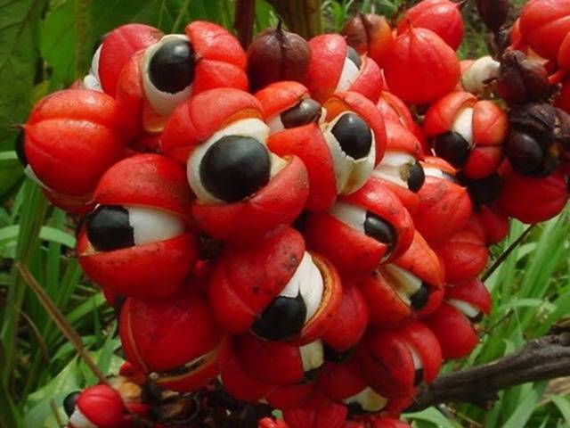 과일 과라나를 아시나요? (혐오주의) | 인스티즈