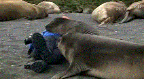 인간껴안기를 시도하는 물개 | 인스티즈