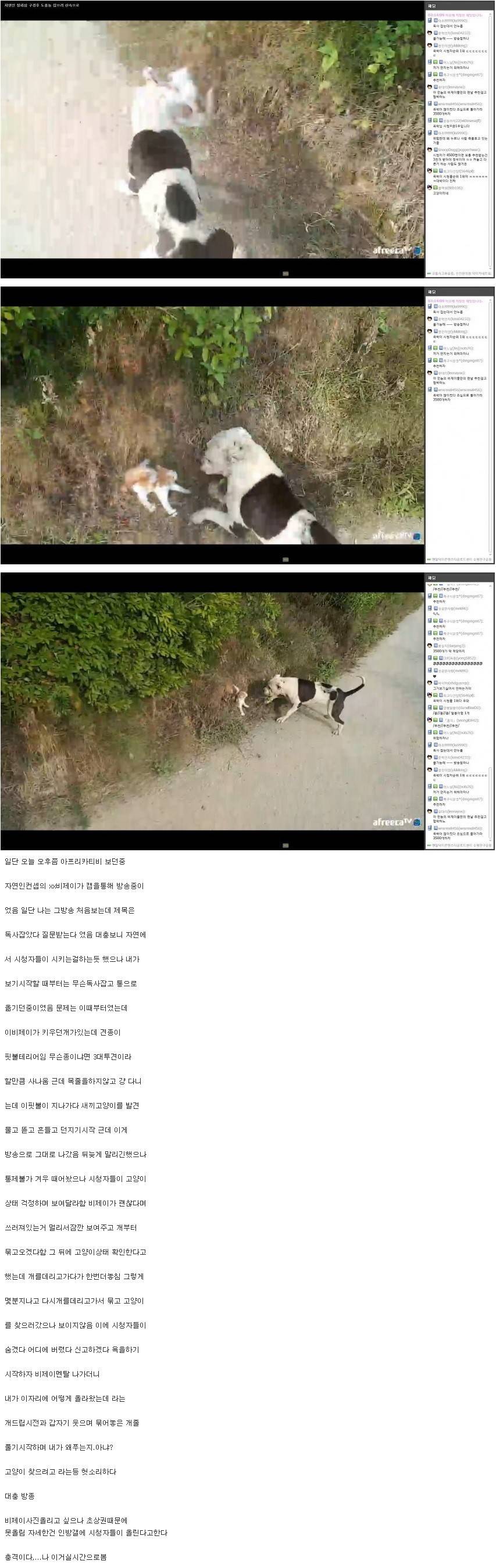 아프리카bj 방송중 고양이 사건 | 인스티즈