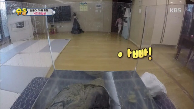 돌돌이와의 이별에 마음이 아픈 서준이 (맴찢주의.. ㅠㅠ) | 인스티즈