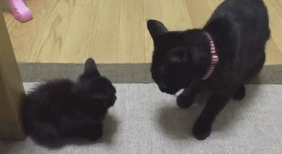 고냥이들의 역습 | 인스티즈