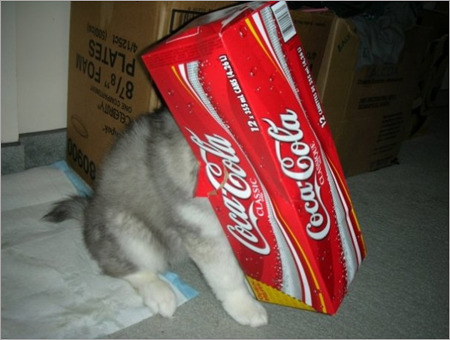 서로 다른 종의 동물을 같이 키웠을때 생길수있는일.gif | 인스티즈