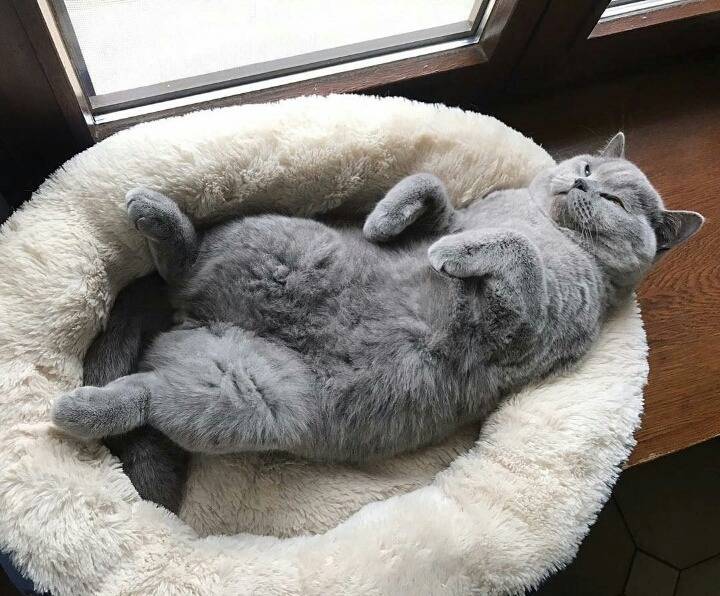 어디서나 잘자는 냥이 | 인스티즈