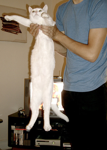 쭉쭉 늘어나는 고양이 | 인스티즈