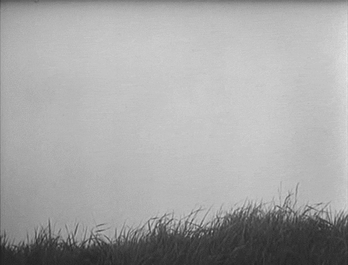 꽃향기를 맡는 느낌이 들게 같이 꽃움짤,봄움짤 보실래요? | 인스티즈