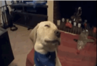 동물들 바보같고 귀여운 포인트 | 인스티즈