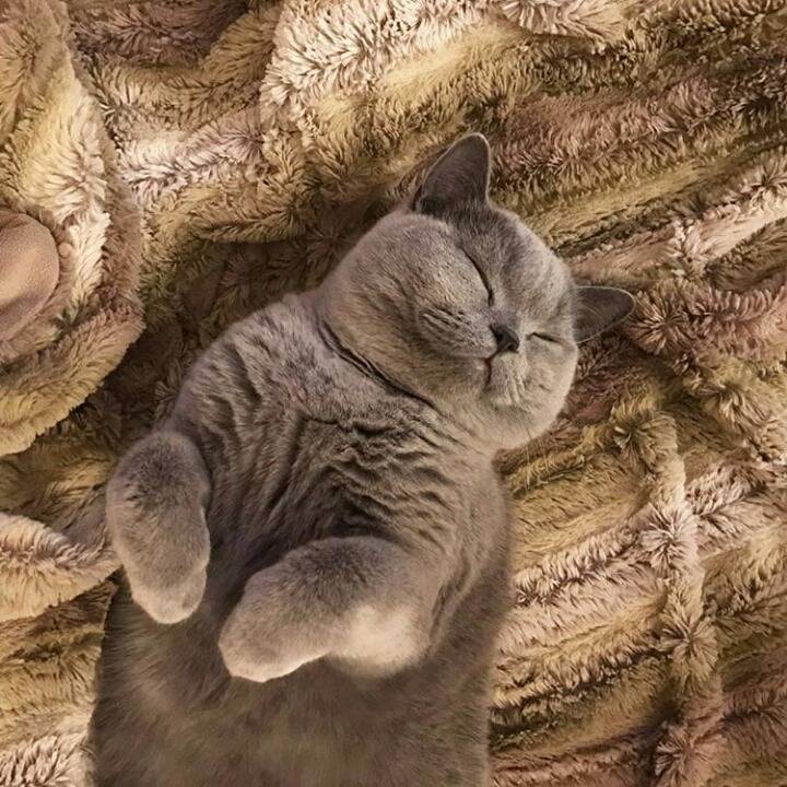 어디서나 잘자는 냥이 | 인스티즈