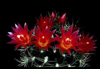 선인장 꽃 | 인스티즈