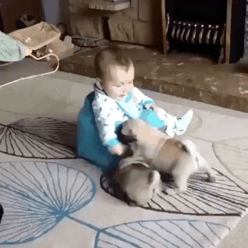 아기랑 놀아주는 퍼그멍.gif | 인스티즈