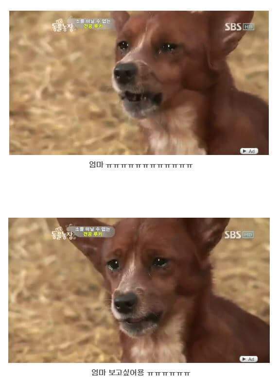 소를 어미라고 생각하는 강아지 | 인스티즈